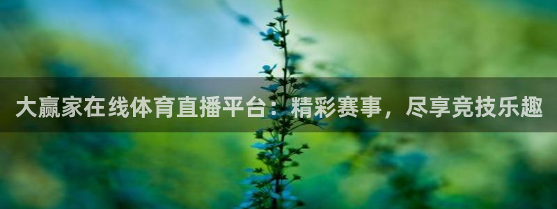 51视频在线直播nba：大赢家在线体育直播平台：精彩赛事，尽享竞技乐趣
